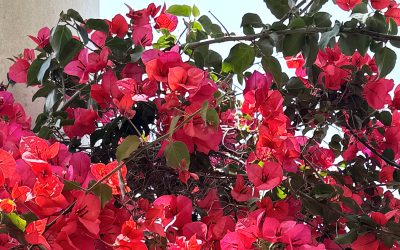 MORE MAY JOY!